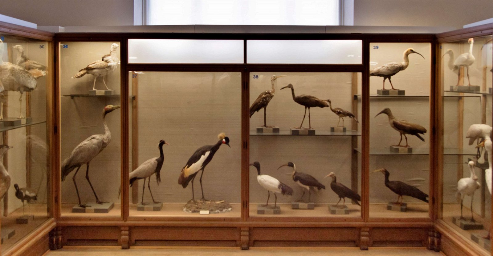 Göteborg Natural History Museum