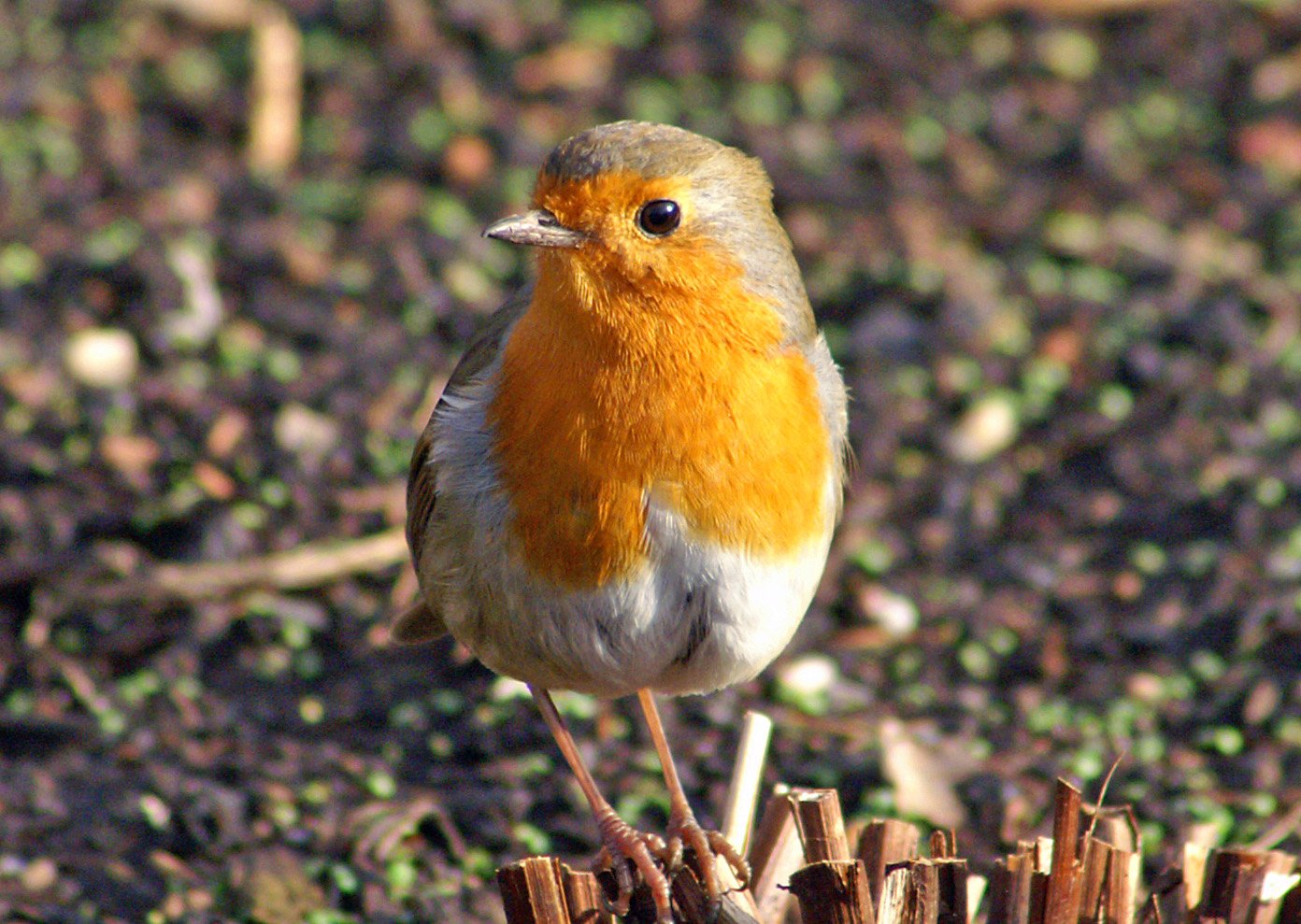 National Botanic Garden of Wales