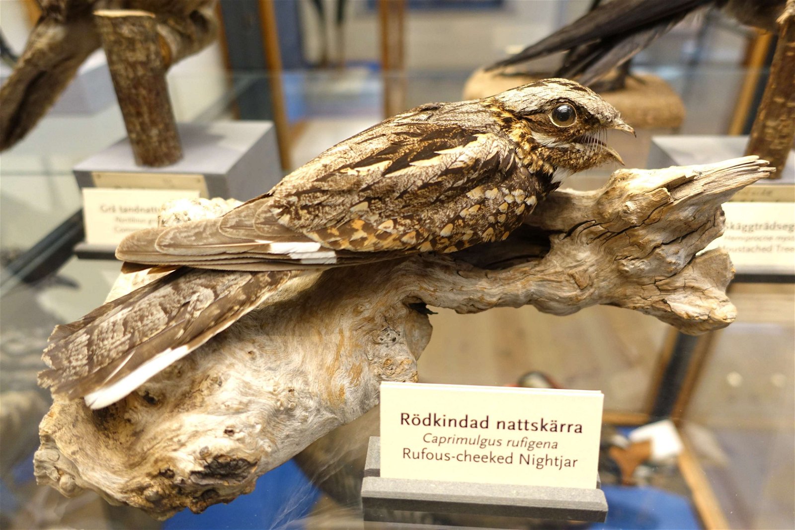 Swedish Museum of Natural History