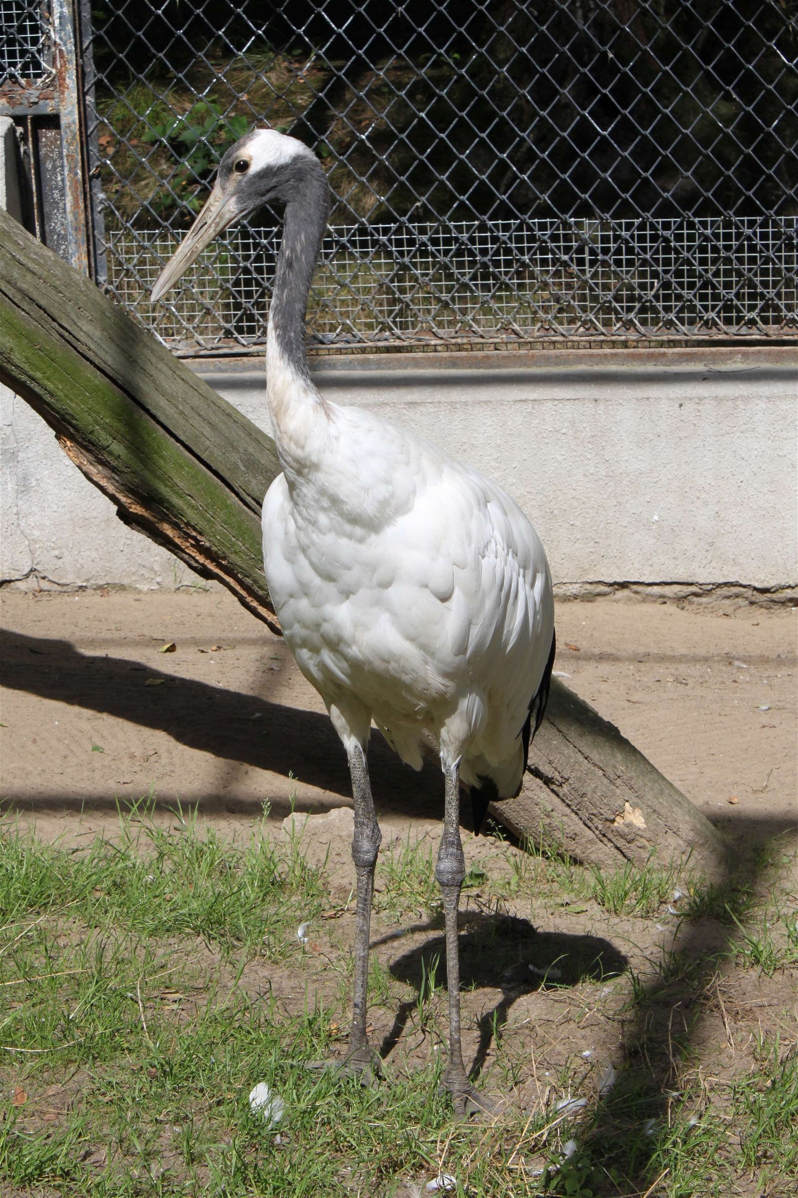 Oliwa Zoo Gdańsk