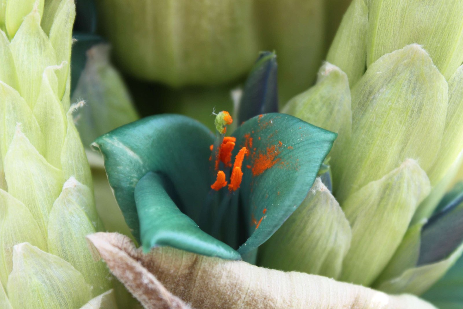 National Botanic Garden of Wales