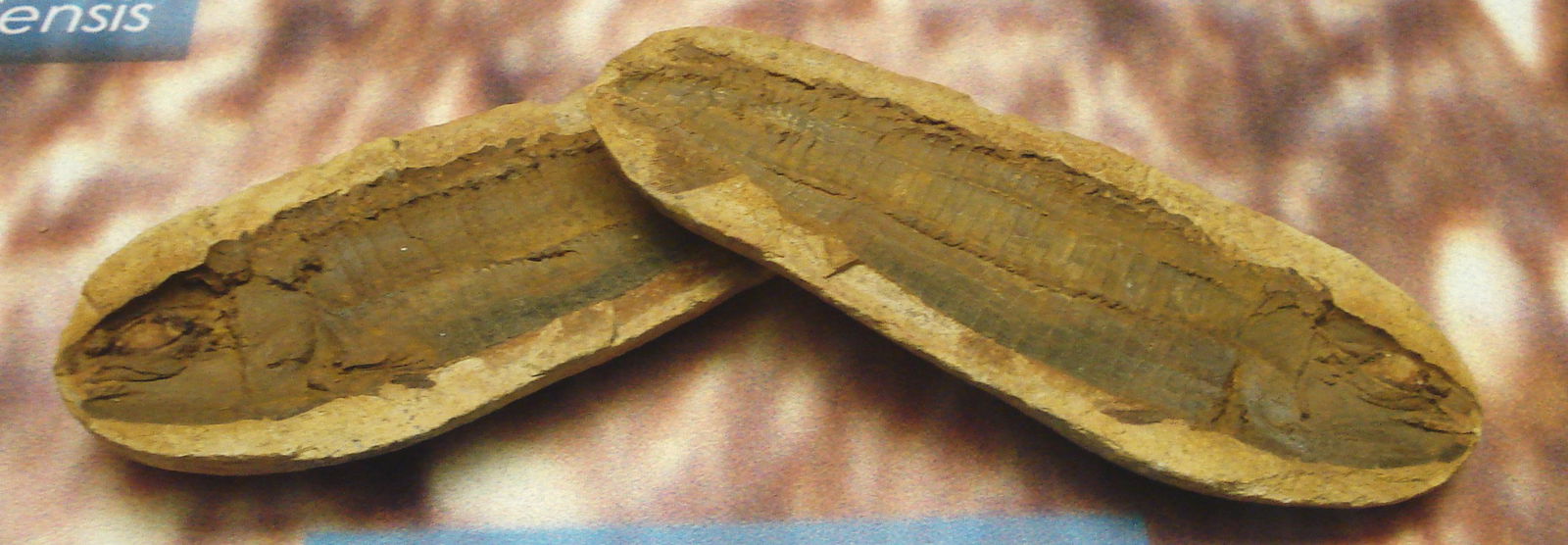 Civico Museo di Storia Naturale