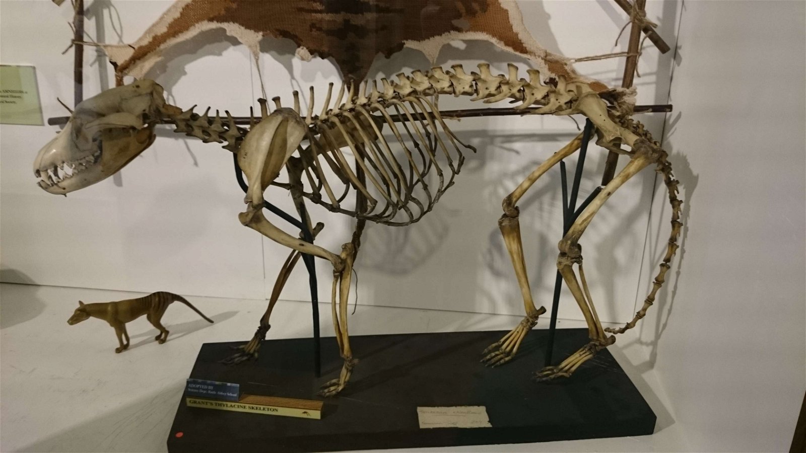 Grant Museum of Zoology