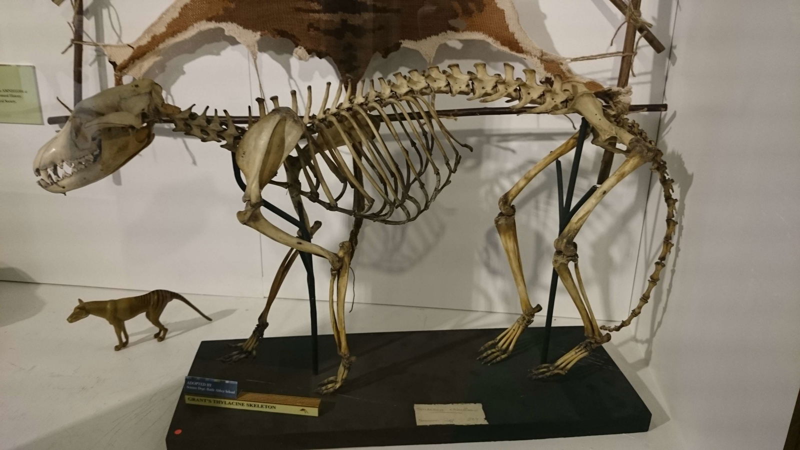 Grant Museum of Zoology