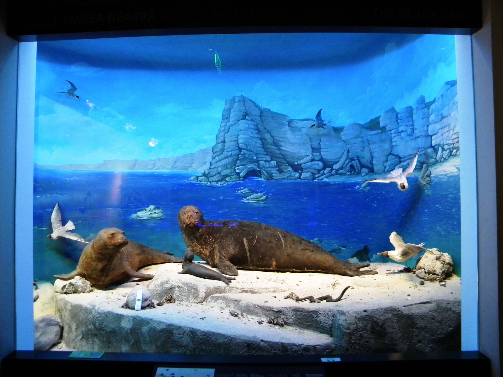 Grigore Antipa National Museum of Natural History