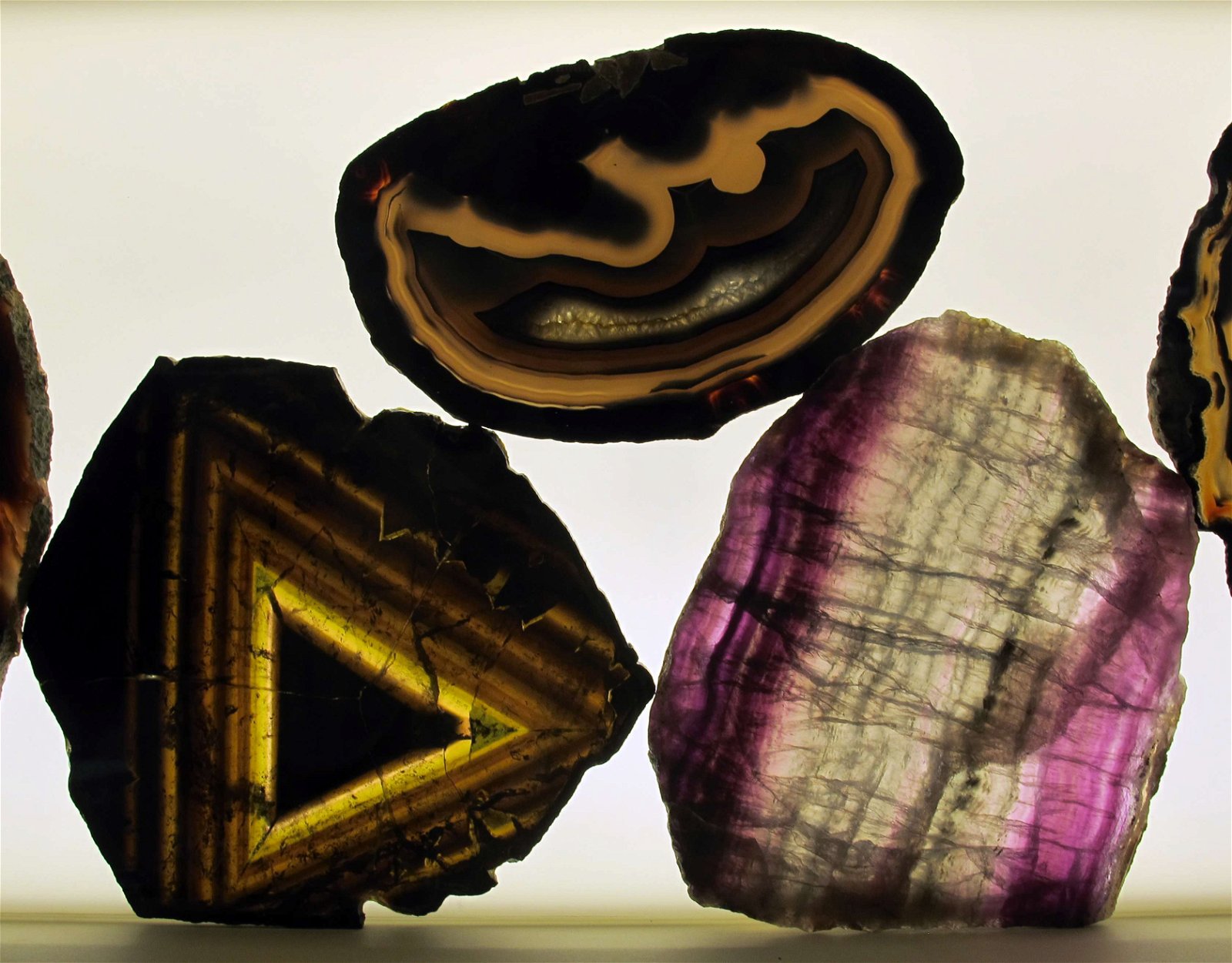 University of Florence Natural History Museum - Geology and Paleontology