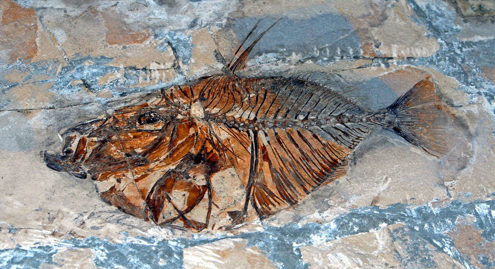 Civico Museo di Storia Naturale