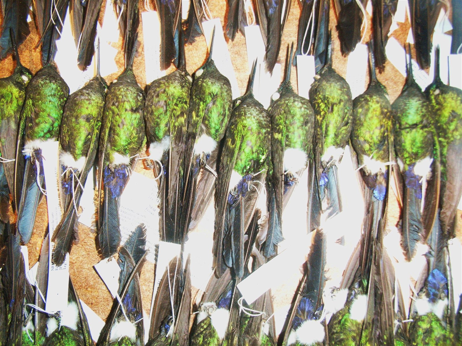 Swedish Museum of Natural History