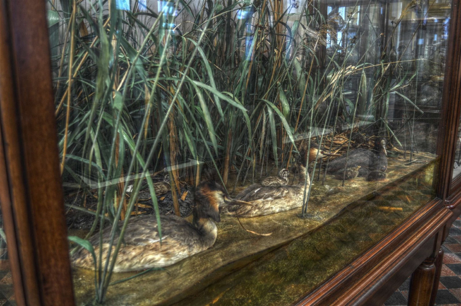 National Museum of Ireland - Natural History