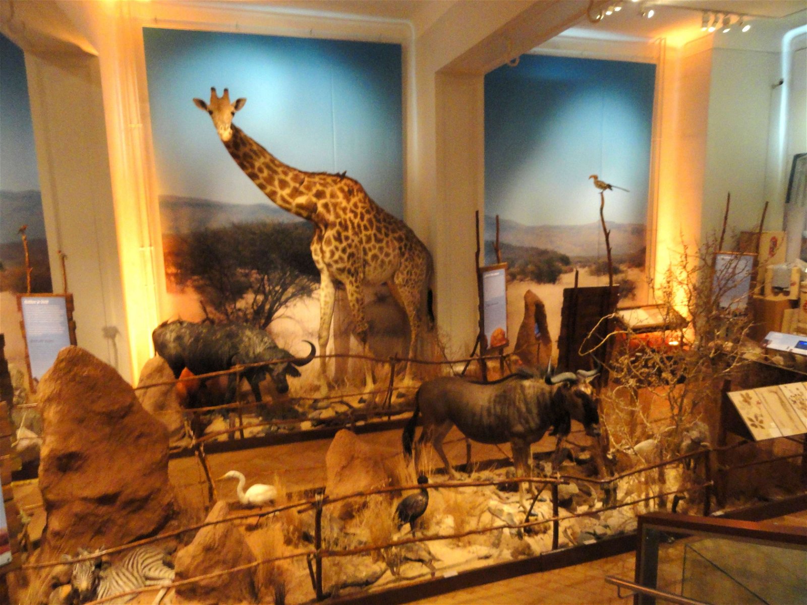Finnish Museum of Natural History