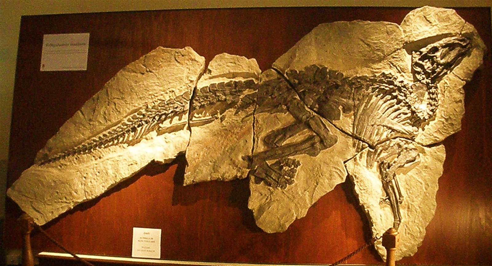 Museo Geologico Giovanni Capellini