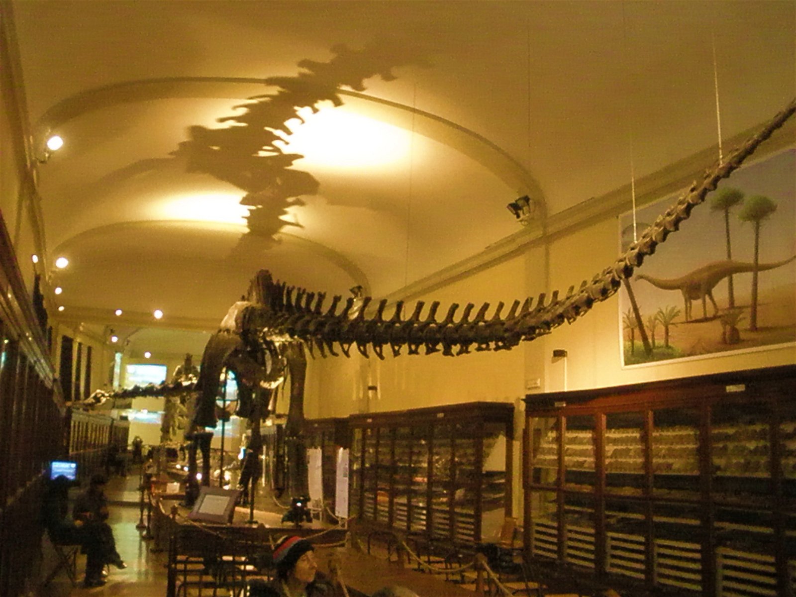 Museo Geologico Giovanni Capellini