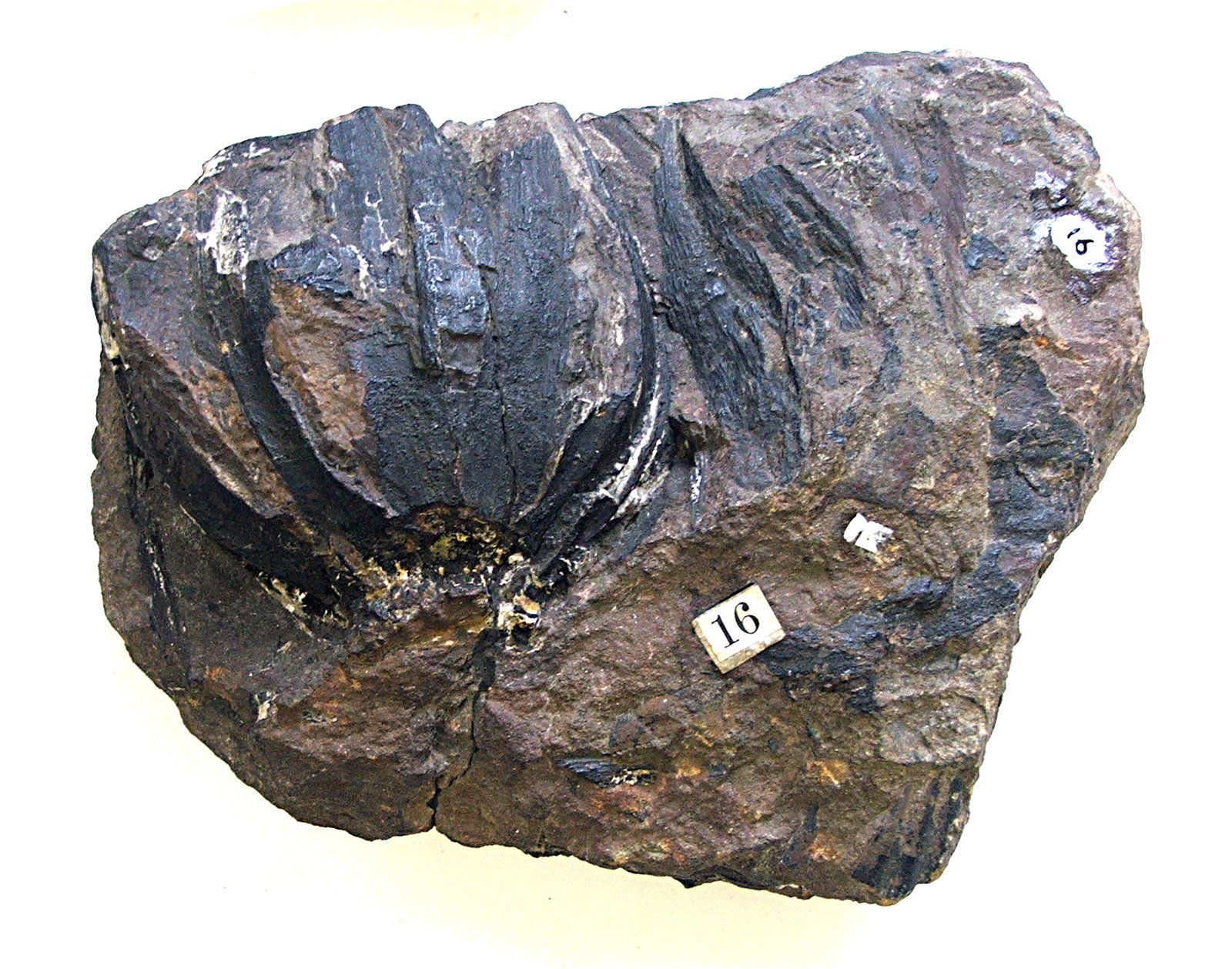 Sedgwick Museum of Earth Sciences