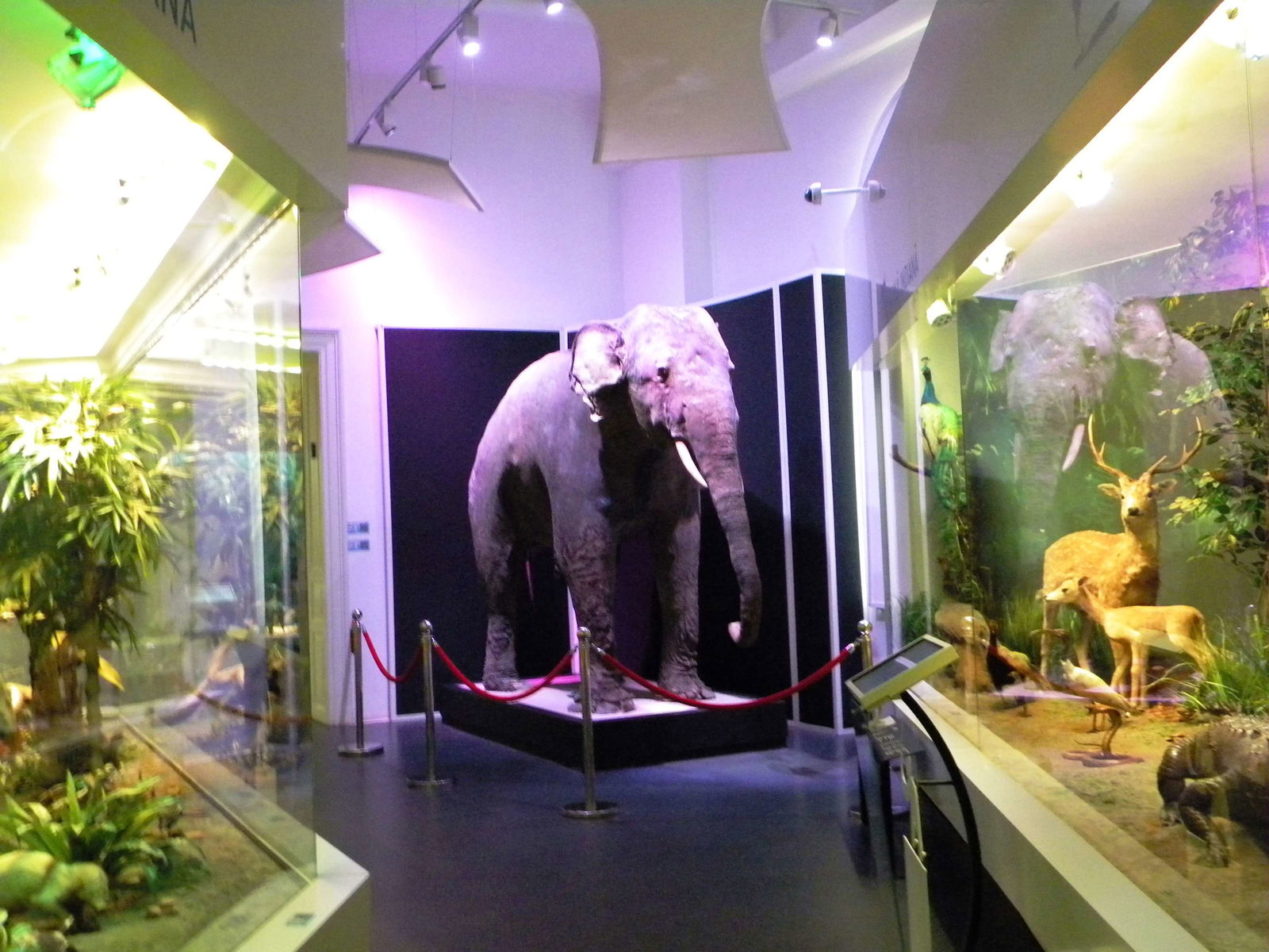 Grigore Antipa National Museum of Natural History