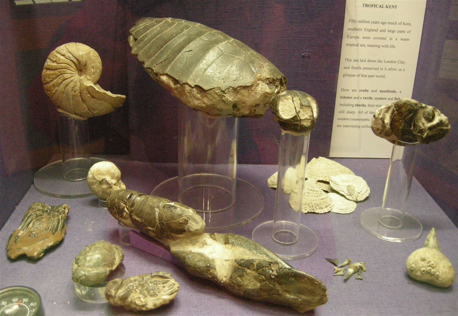 The Seaside Museum, Herne Bay