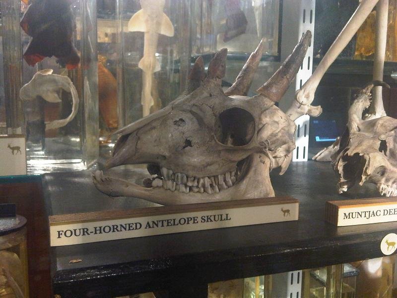 Grant Museum of Zoology