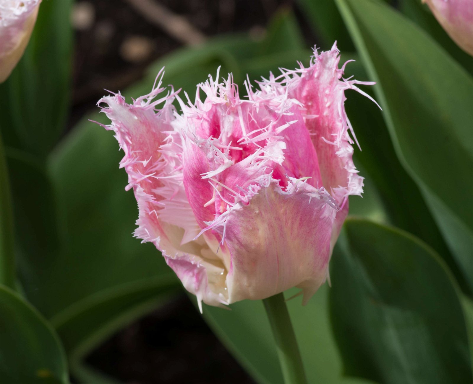 Stewart's Burnby Hall Gardens and Museum