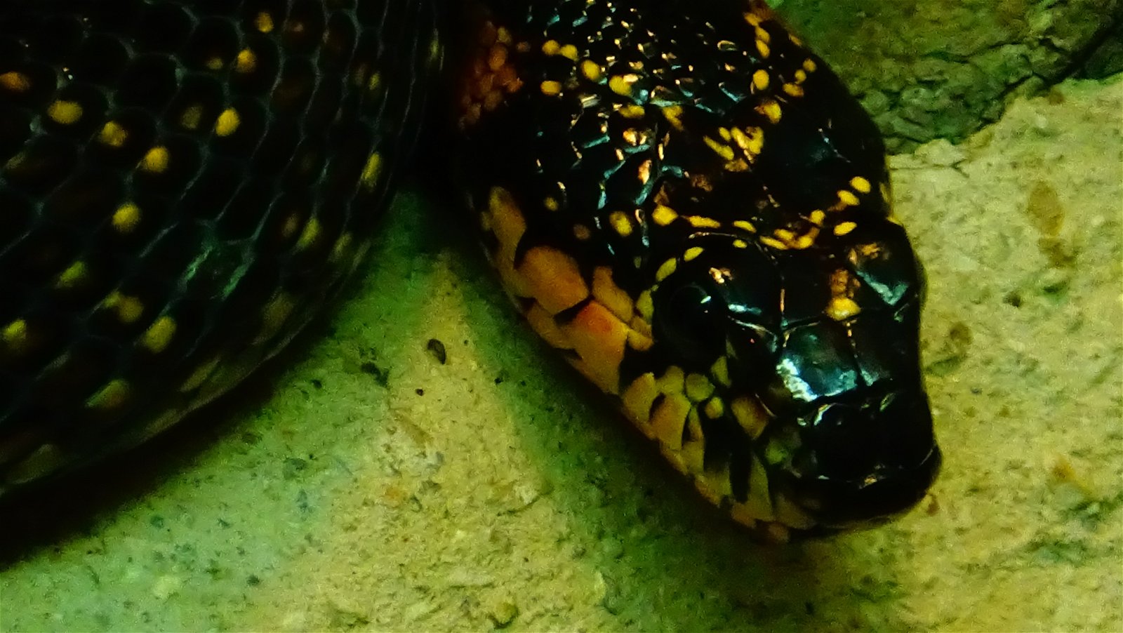 Ménagerie du Jardin des Plantes