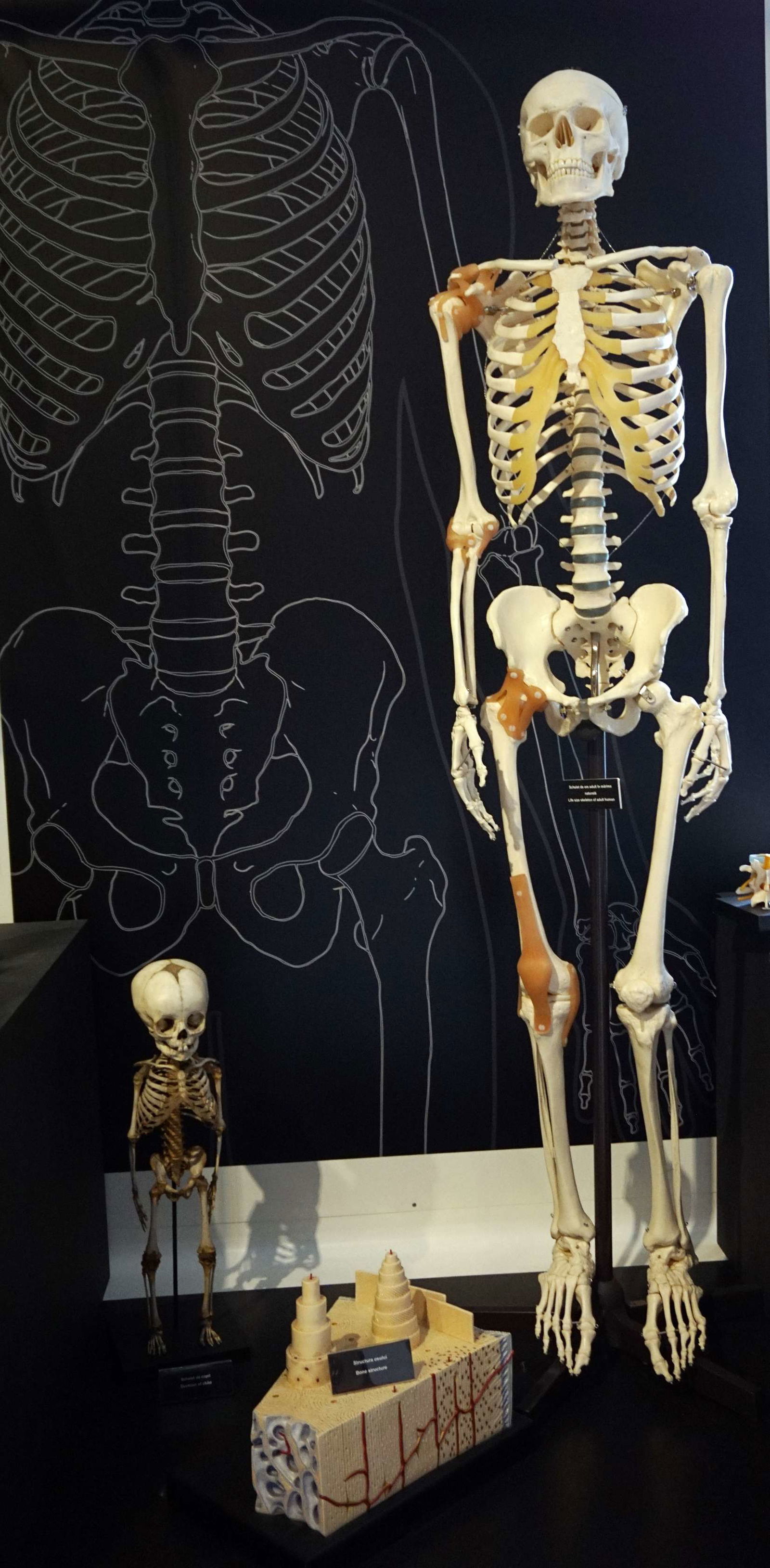 Grigore Antipa National Museum of Natural History