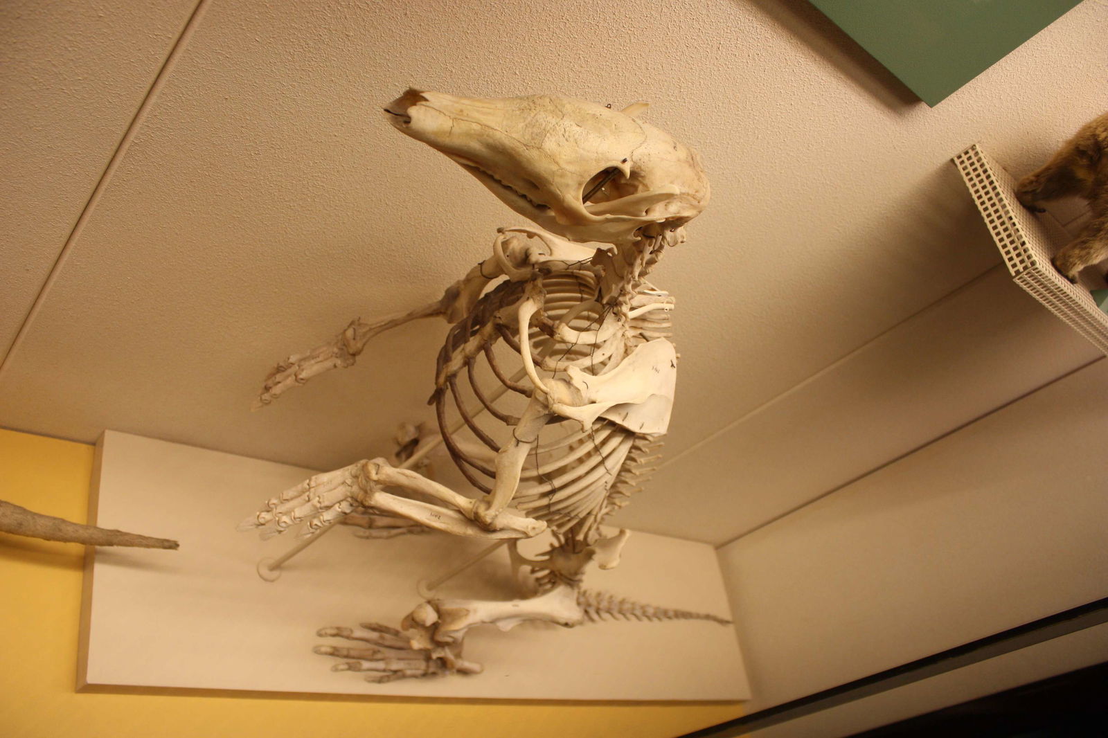 Natural Science Museum of Belgium