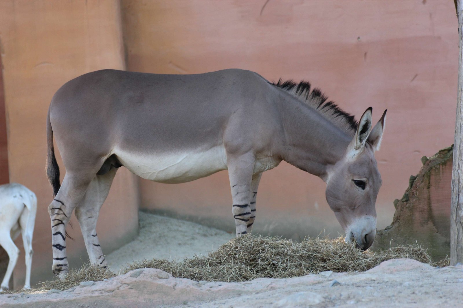 Erlebnis Zoo Hannover