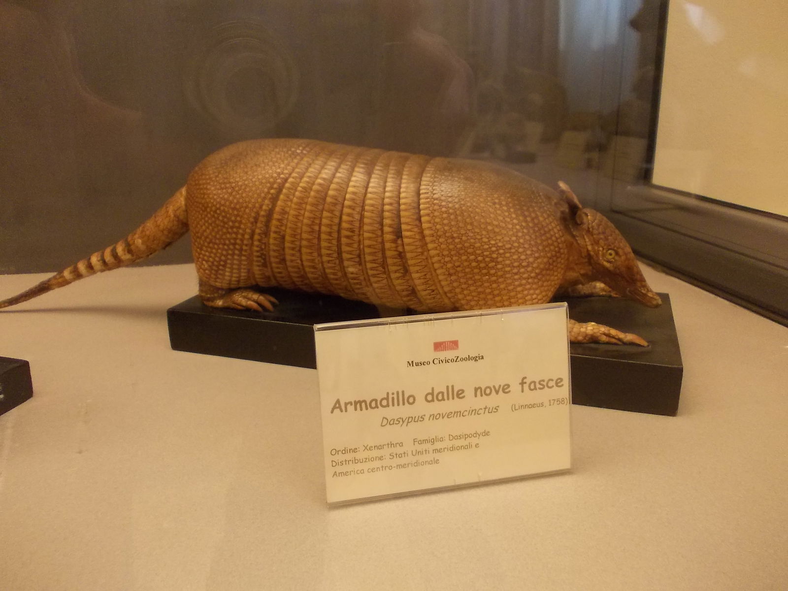 Museo Civico di Zoologia