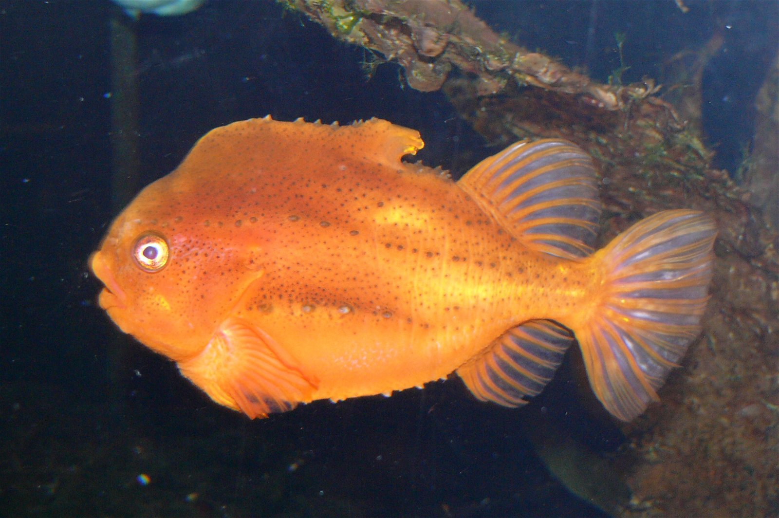 Aquazoo – Löbbecke-Museum Düsseldorf