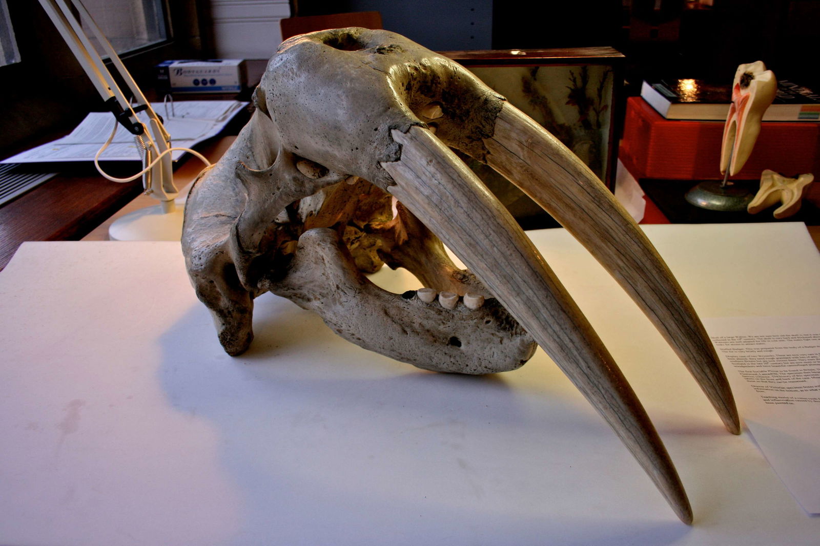 Museo de Mánchester