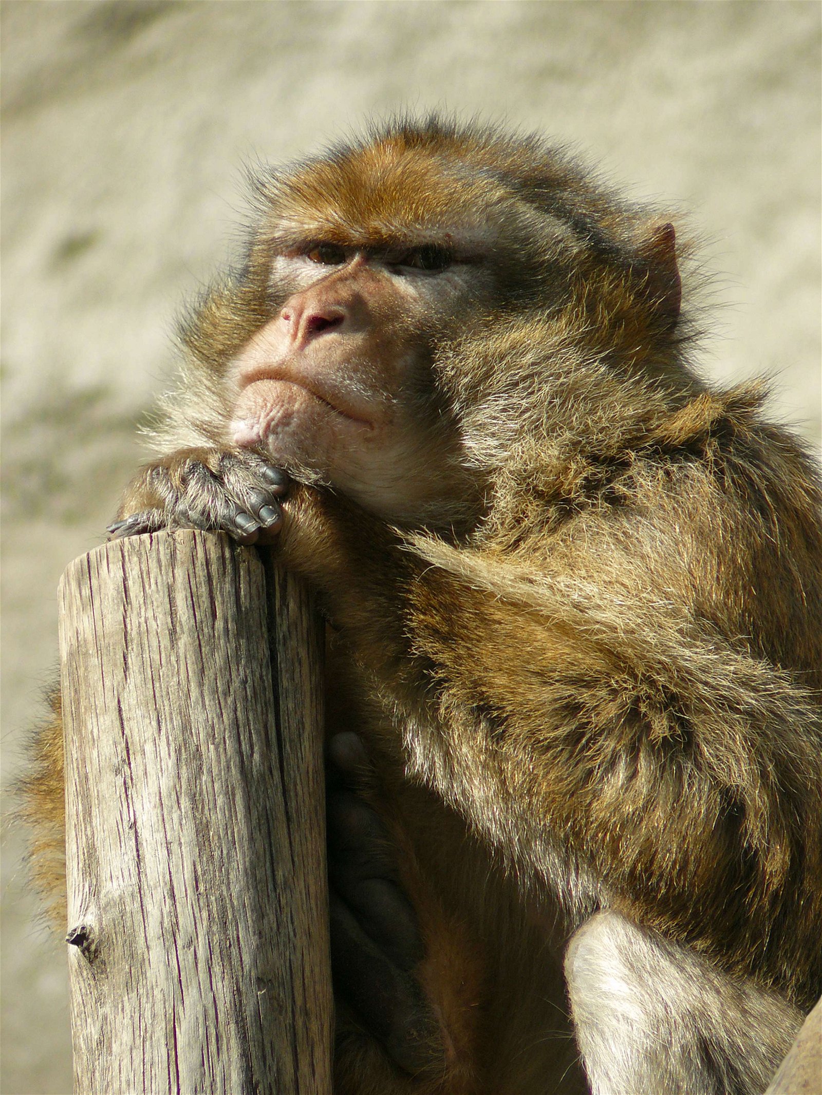 Budapest Zoo and Botanical Garden