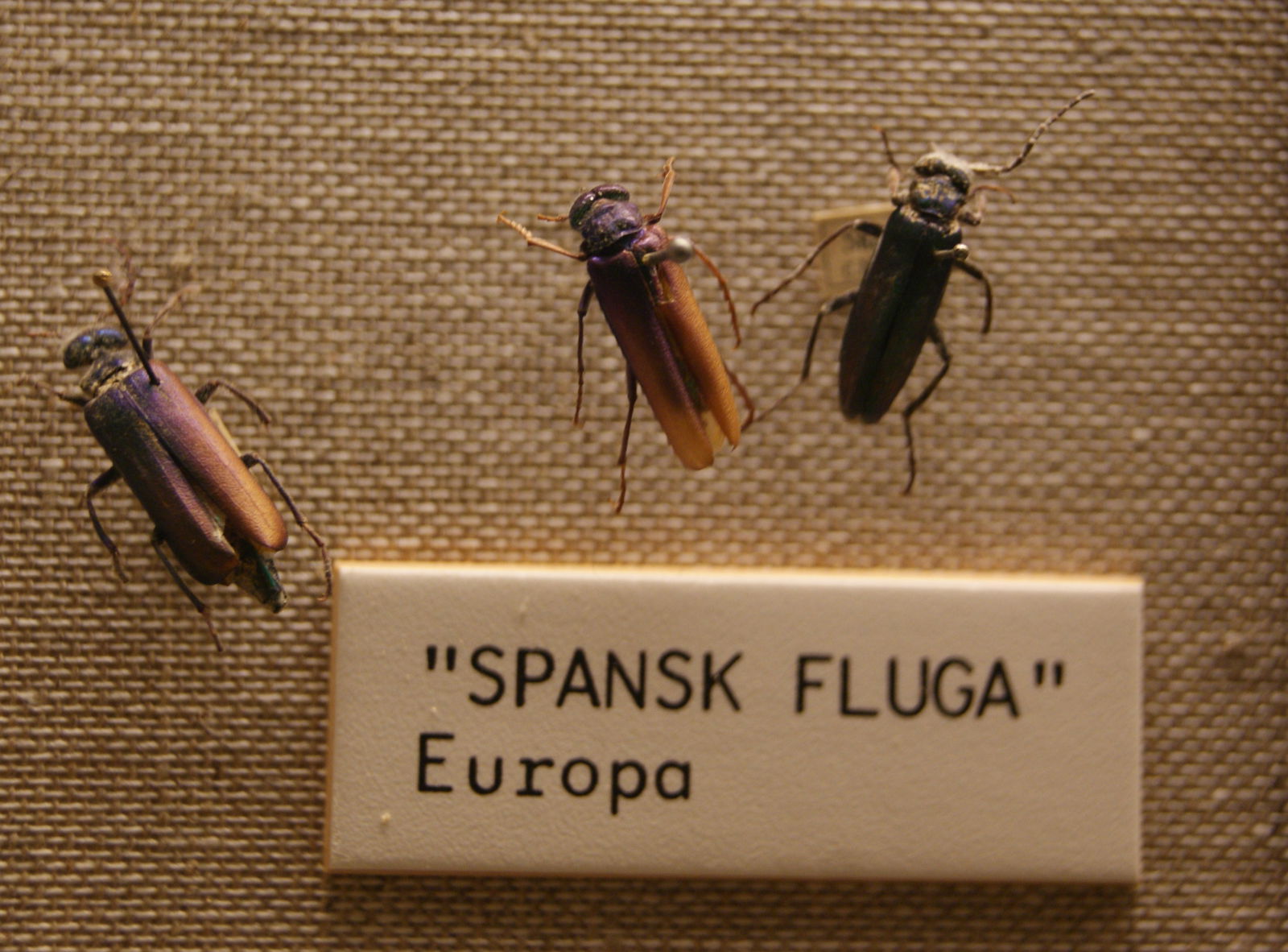 Göteborg Natural History Museum