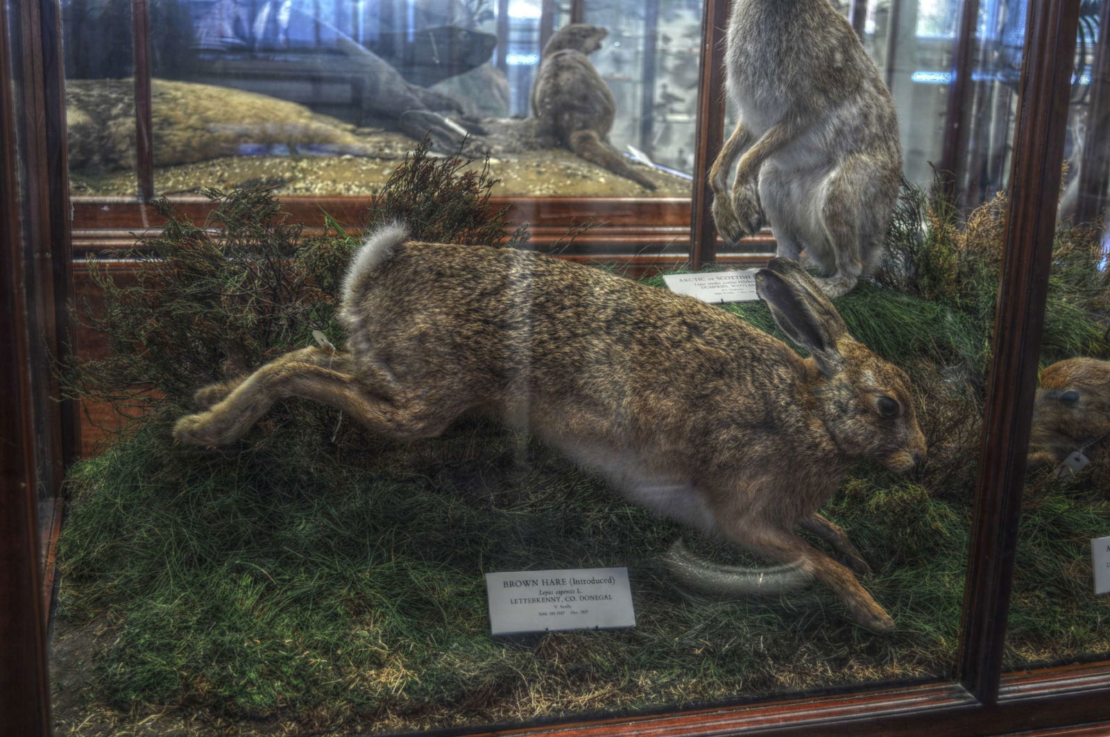 National Museum of Ireland, Merrion Street