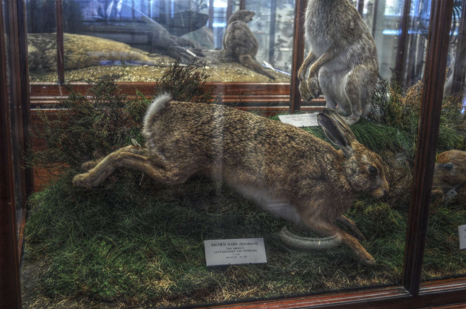 National Museum of Ireland - Natural History