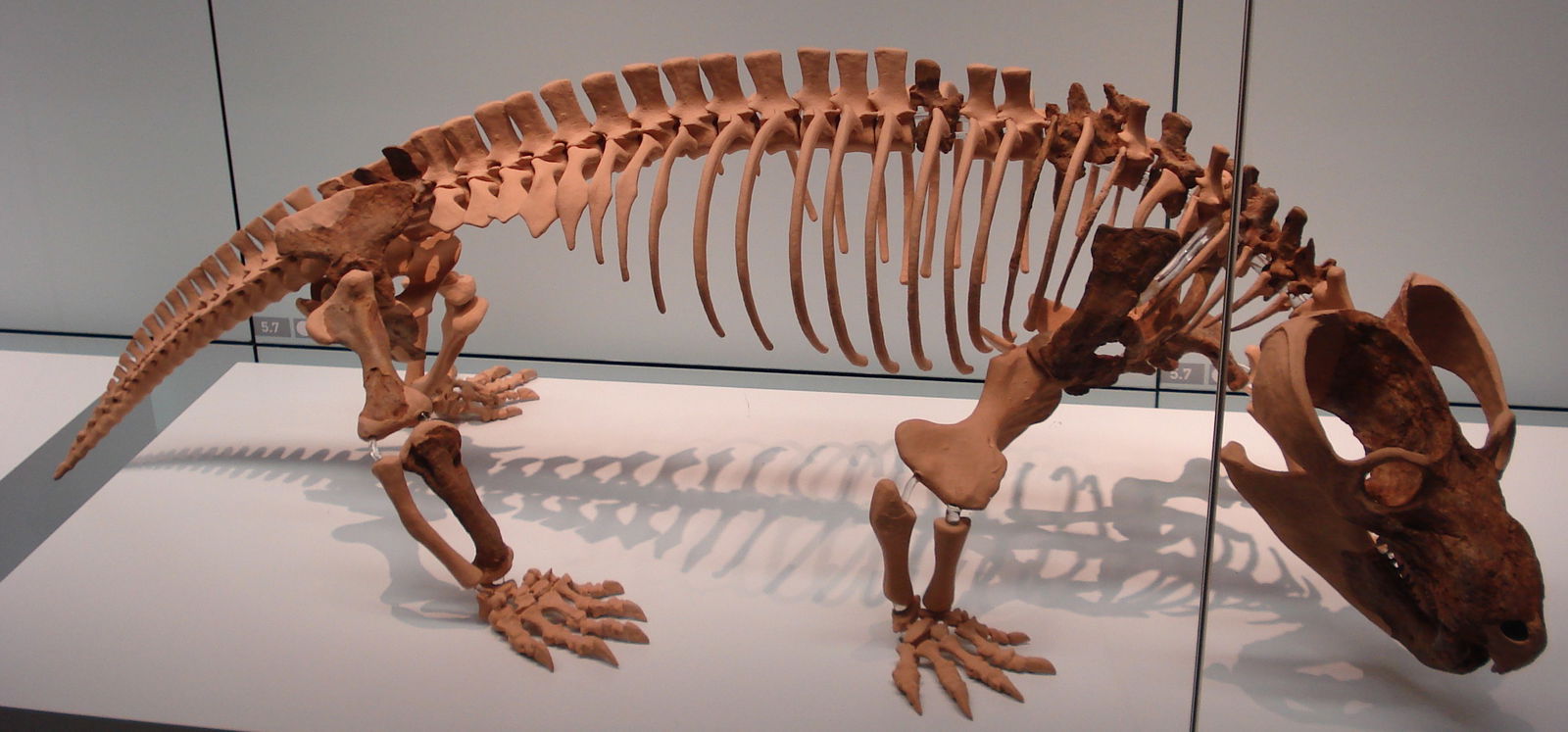 Staatliches Museum für Naturkunde Stuttgart