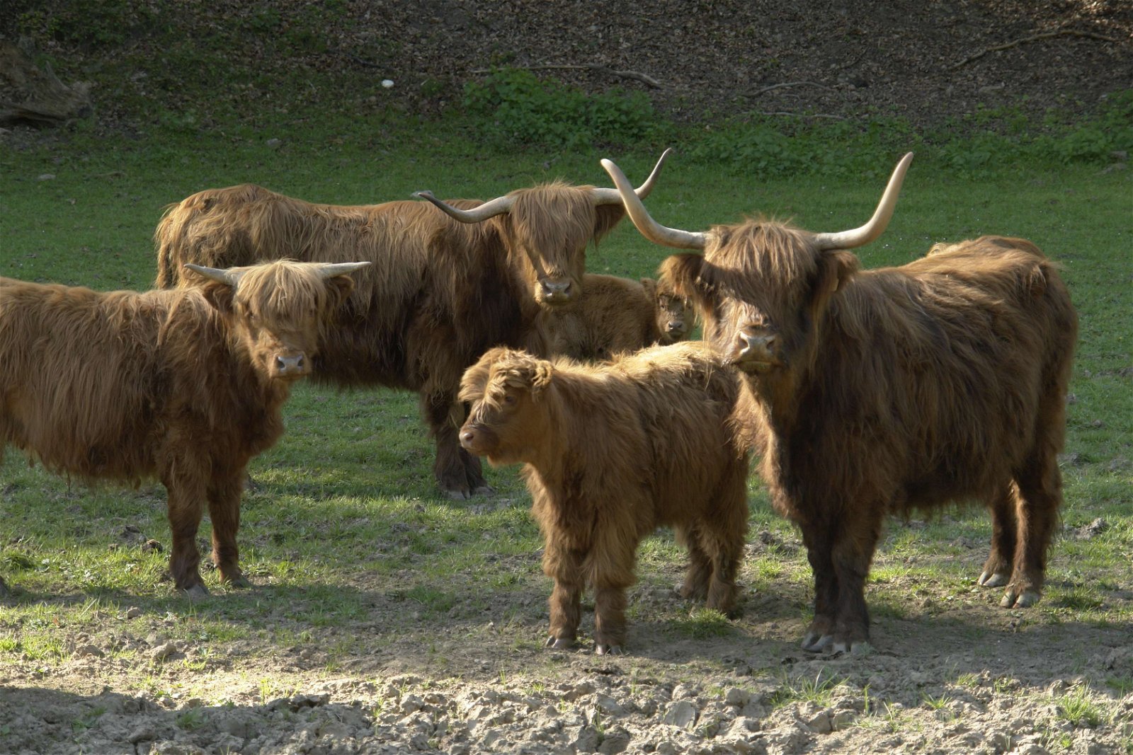 Wildpark - Domein van de Grotten van Han