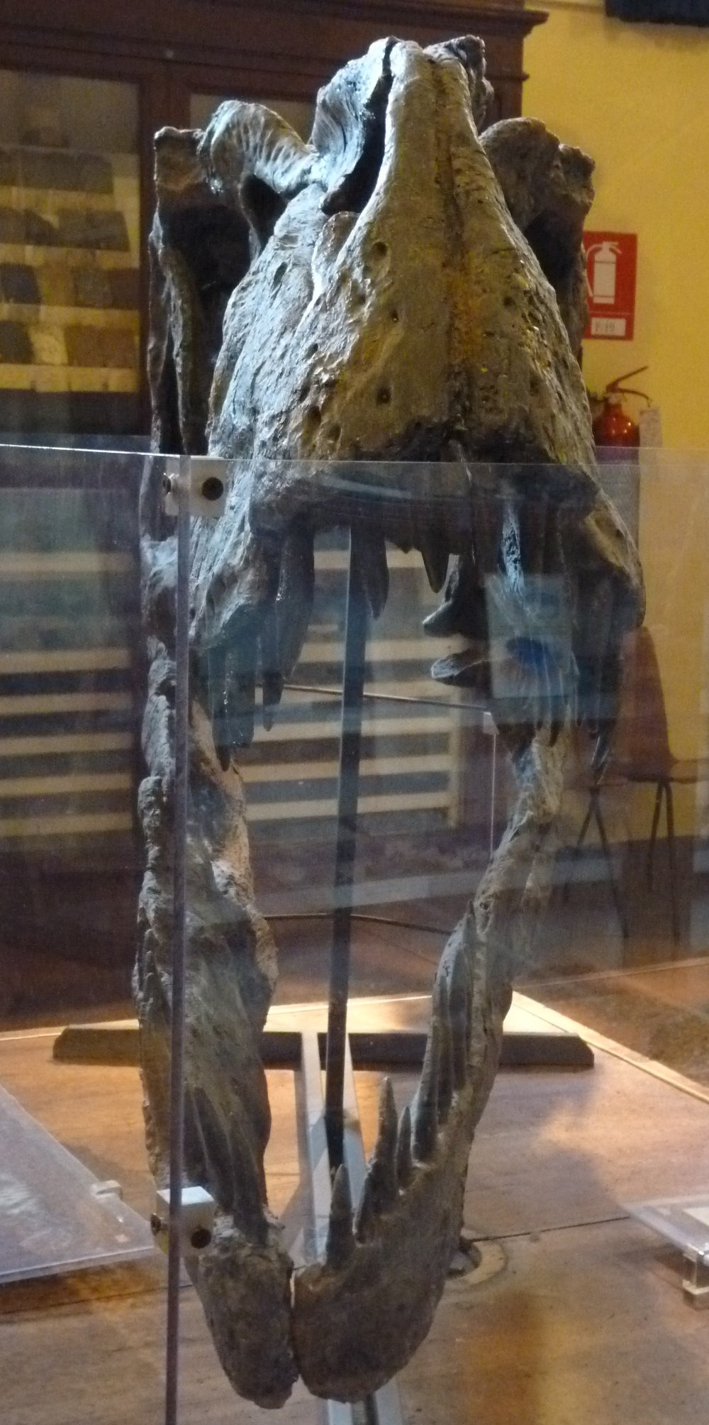 Museo Geologico Giovanni Capellini