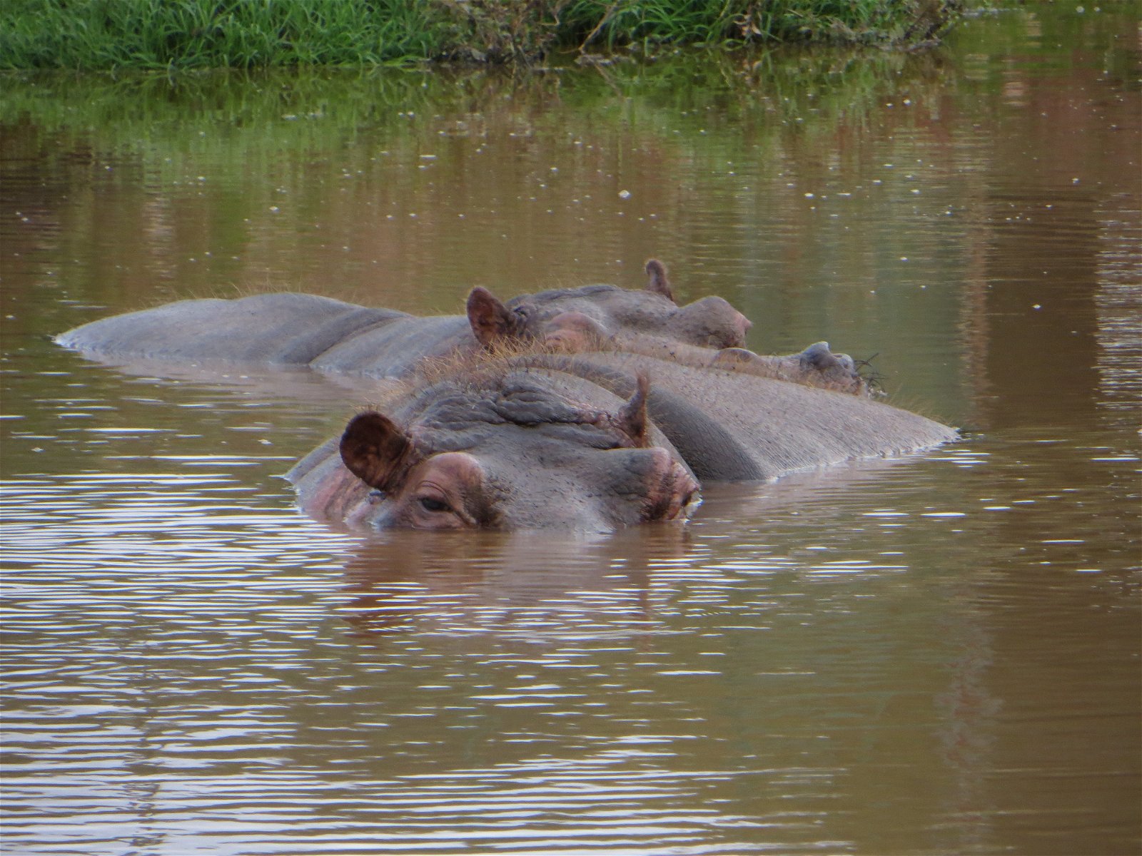 Monde Sauvage Safari Parc