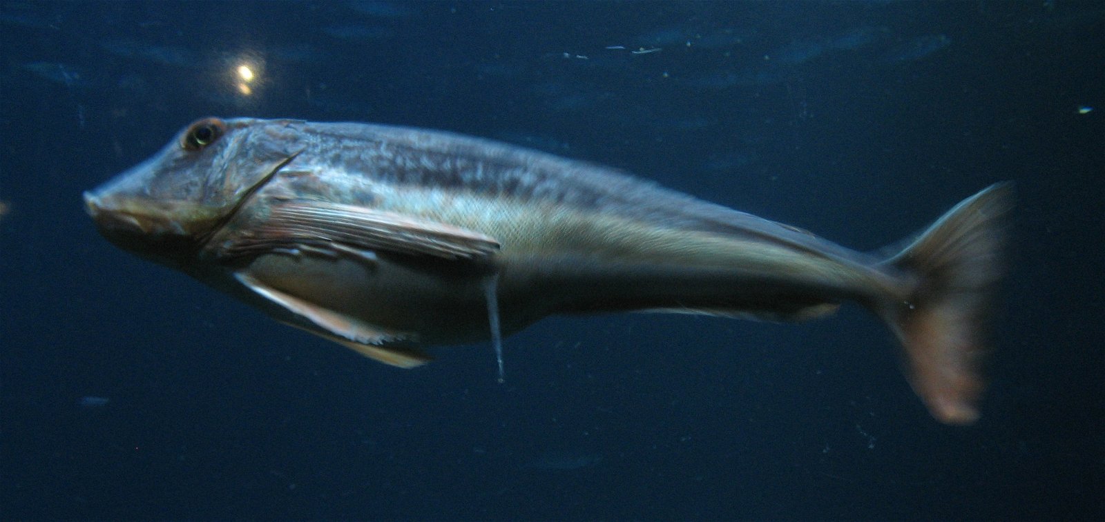 Aquarium de Paris - CineAqua