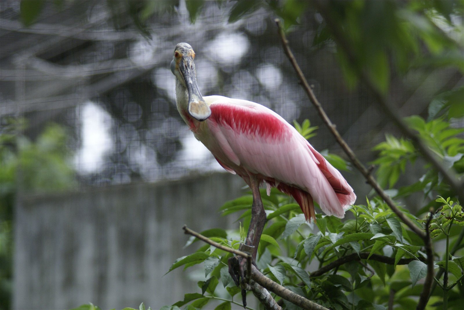 Wilhelma Zoologisch-Botanischer Garten