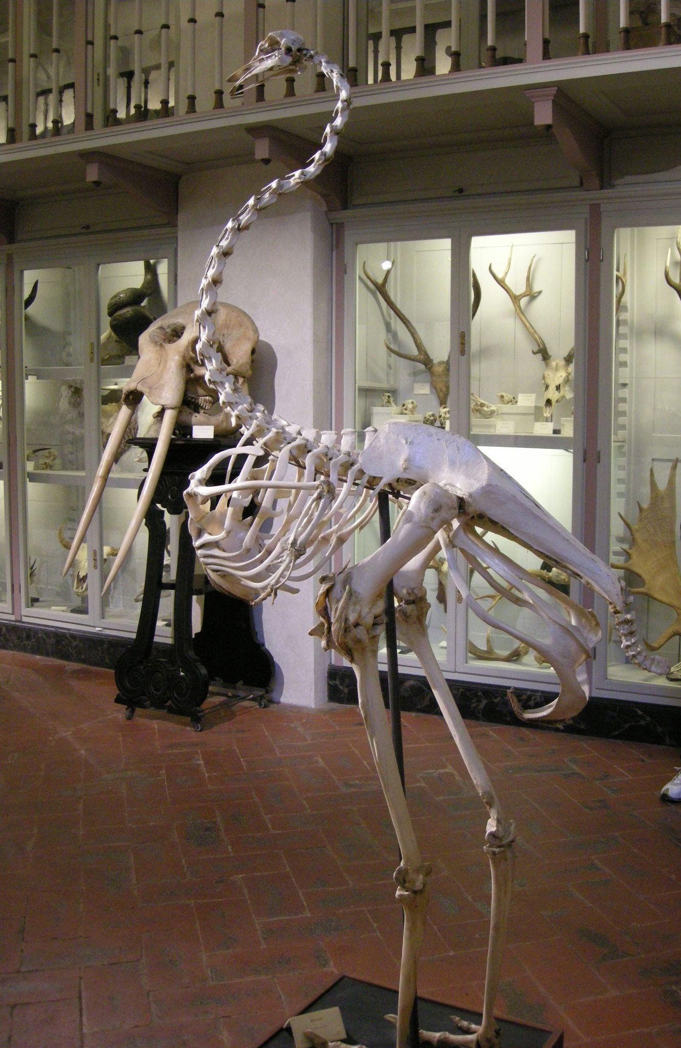 Museo Zoologico La Specola