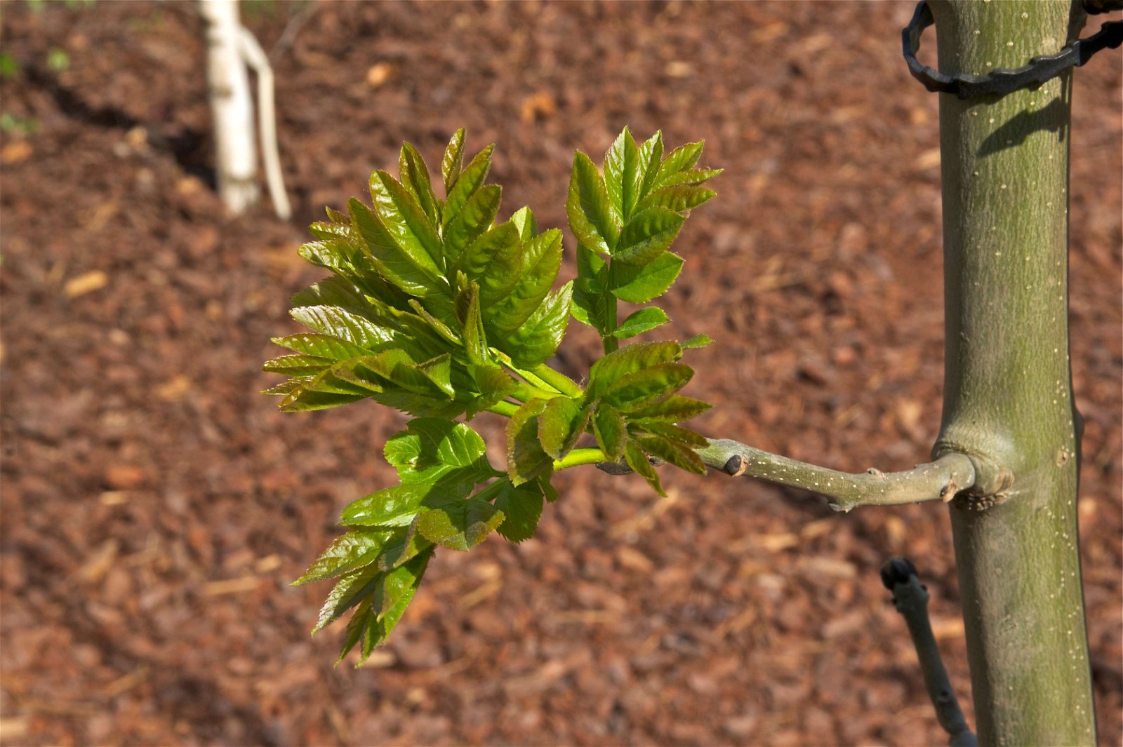 Jardin des Plantes