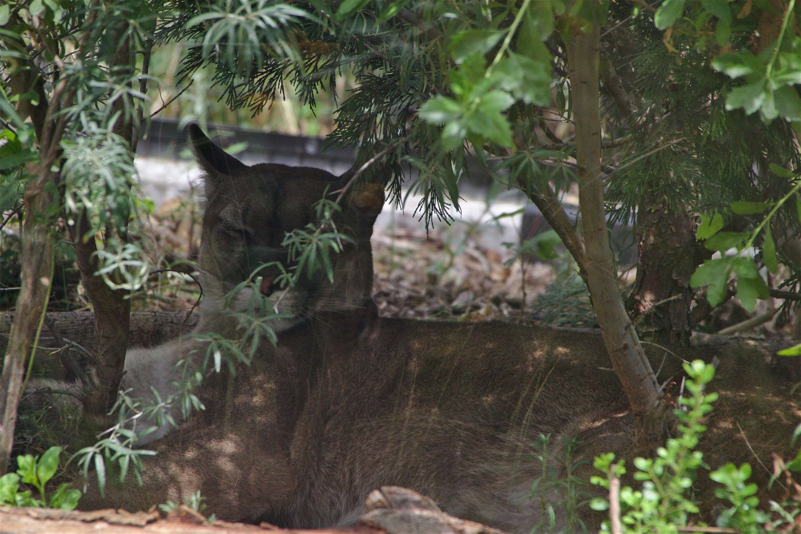 Parc zoologique de Paris