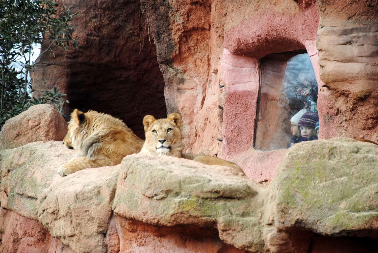 erlebnis zoo hannover hanover