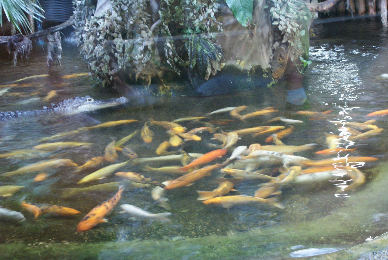 Tropicarium - Oceanarium