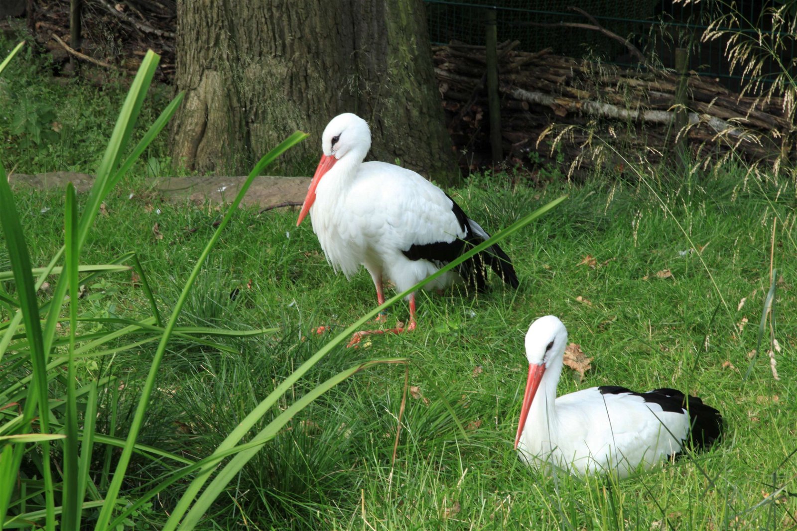 Tierpark und Fossilium Bochum