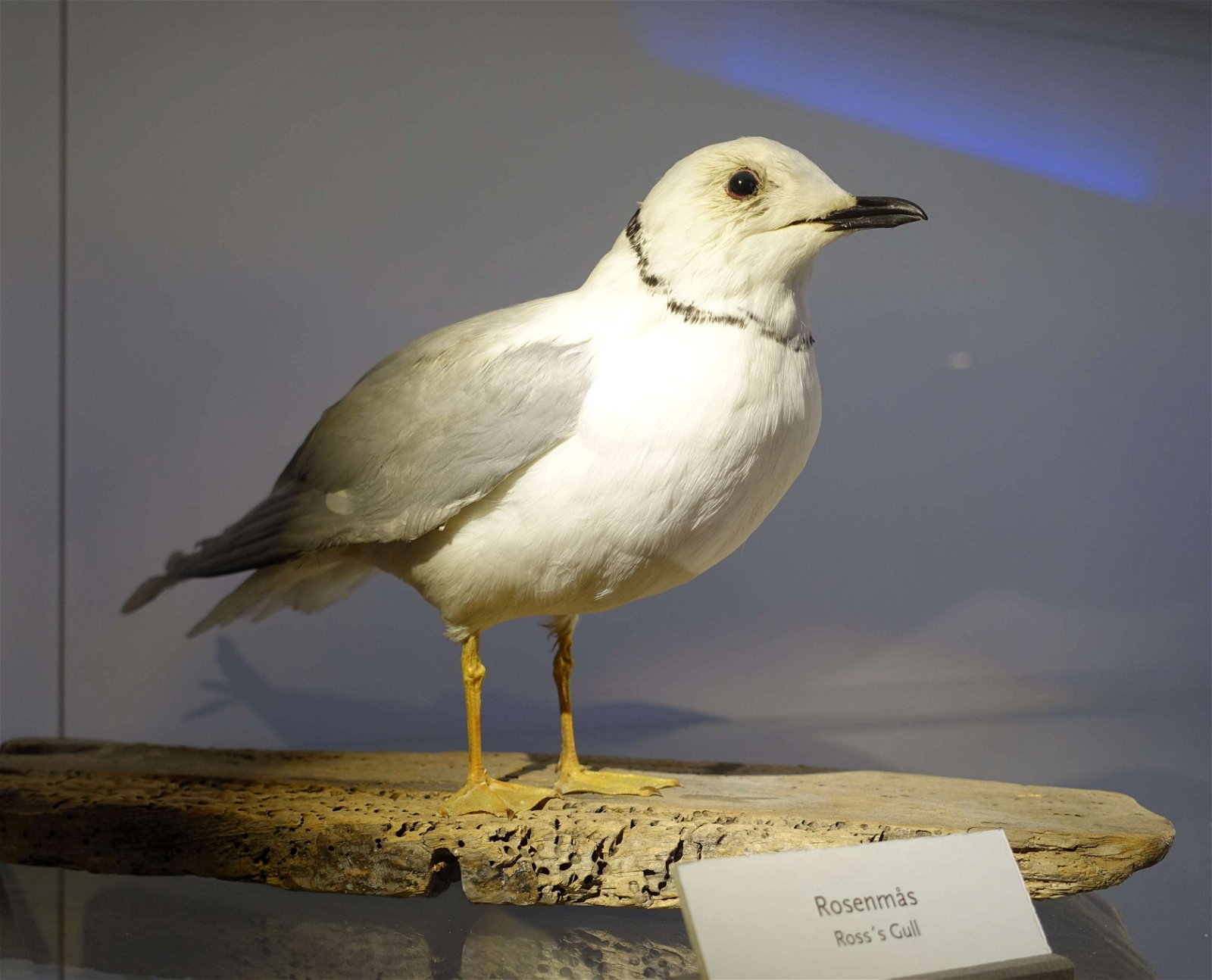 Swedish Museum of Natural History