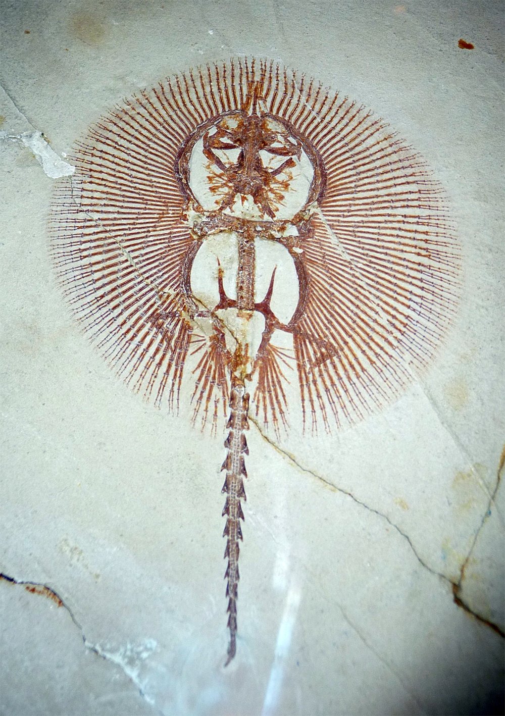 Aquarium de la Porte Dorée