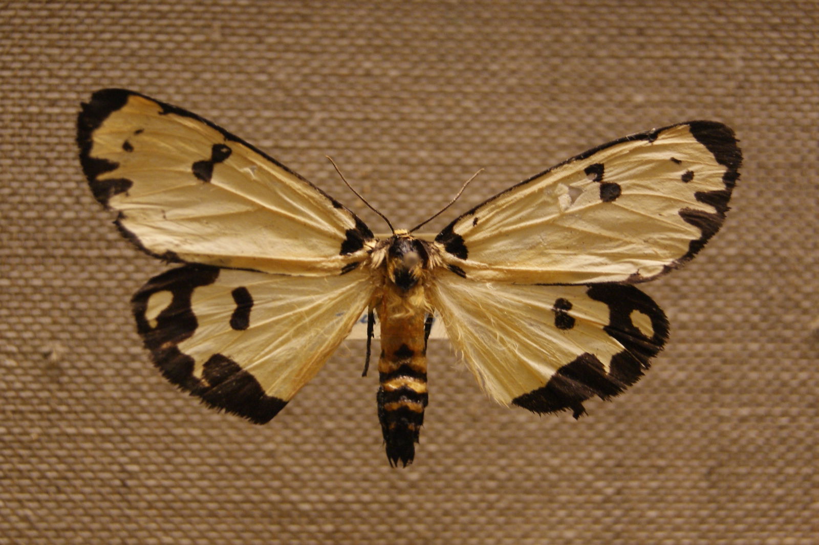 Göteborg Natural History Museum