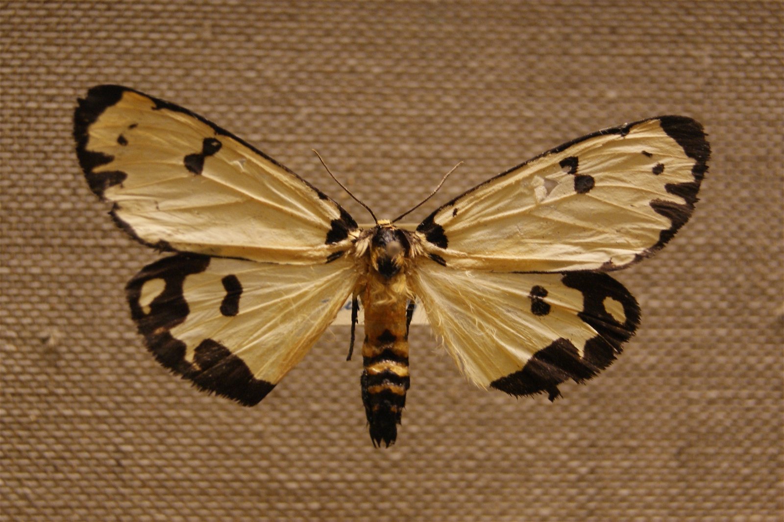 Göteborg Natural History Museum