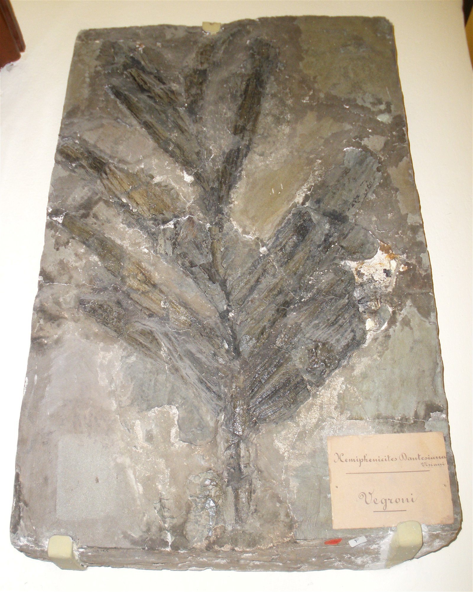 Museo Geologico Giovanni Capellini