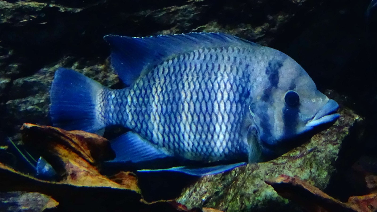 Aquarium de la Porte Dorée